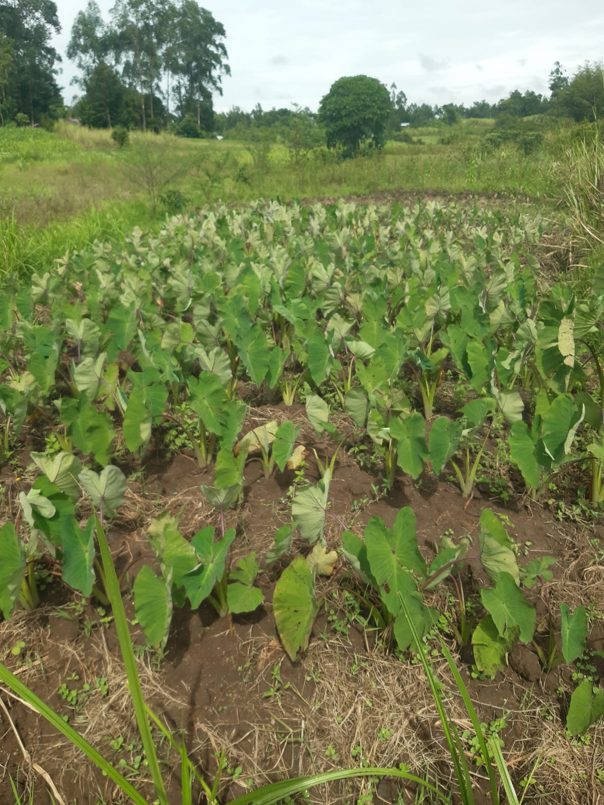 GJ Nutrition - About Us